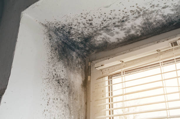 Trusted Attic Mold Removal service in Danville, KY - Cheap Mold Removal